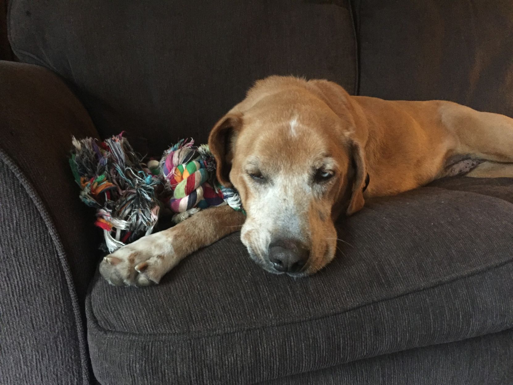 Lab Rescue - Chuckie.JPG